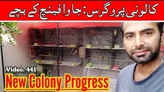 New Colony Progress |Love Birds, Java Finches & Ring Neck Parrot|., By |Arham|., Video. 441