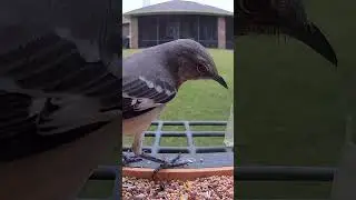 #mockingbird #florida #birdfeeder