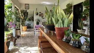 PLANTA IDEAL PARA QUEM NÃO TEM TEMPO E EXPERIÊNCIA DE CULTIVO. QUASE ZERO CUIDADO. Ateliê Florescer