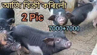 Pig farming in Assam । Gahori farm in Assam । Assam piglets market । Gahori bazar Assam 