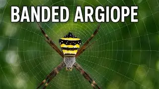 The Banded Argiope – The Cross-Weaving Spider | wildlife documentary