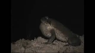 Cane Toad Call - Rhinella Marina