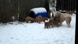 14.02.2012 - puppies and Gina playing in the snow