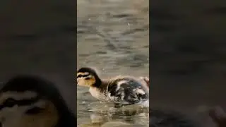 Raptor Ducklin'🦖🤍🦆