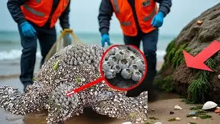 A Sea Turtle&rsquo;s Battle with Parasites and Recovery Through Human Care