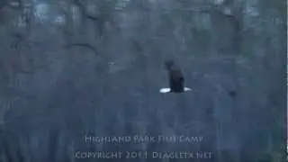 Eagle Swooping to Grab a Fish in Slow Motion