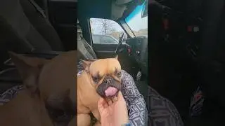 The Best Passenger Princess! #dogs #frenchbulldog #chevy #silverado #2500hd