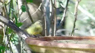 Yellow Thornbill