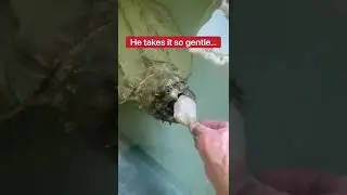 Feeding My Pet Alligator Snapping Turtle! 😱🍗🐢 #shorts #turtle