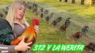 312 Sinaloa Y La Werita - Feeding Time Free Range Shape Outdoor Chicken Coop