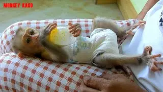 Baby Monkey, Tiny Monkey Nina Request Mom Drink Milk Routine