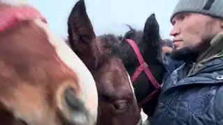 Озгон мал баазары тай базар реалдуу балар 🤩🤩