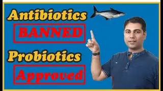 मछली पालन में प्रयुक्त एंटीबायोटिक्स बनाम प्रोबायोटिक्स Antibiotics Vs Probiotics In Fish Farming