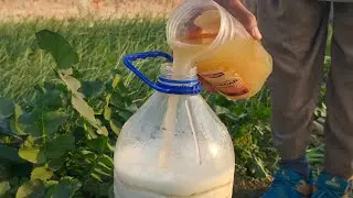 Make This Natural Fertilizer at Home for Healthy, Green Plants