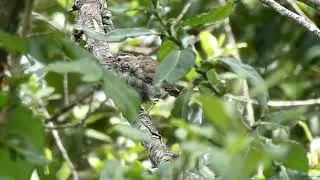 Bewick's Wren iNat 315634632