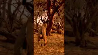 Botswana Mobile Camping #Botswana #kasane #wildlife #camping