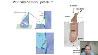 9-2 - Vestibular System