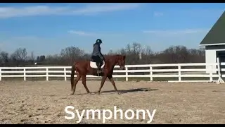 SYMPHONY - (W/T) Adoptable Thoroughbred Mare, New Vocations
