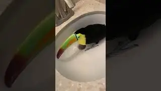 Toucan Purrs When Petted || ViralHog