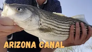 Big Stripers in Arizona Canal