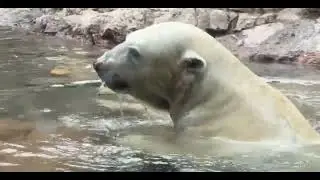Гого...7.02.2026 г     Gogo...02/07/2026