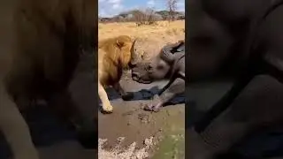 Rhino vs Lion: Calm Watering Hole Explodes 🦏🦁💥