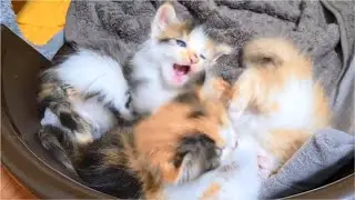 3 tiny angry Kittens fighting because they don't want to sleep, so cute!
