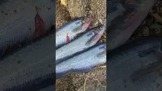3 fish wearing a slanted dress 🥰🥰