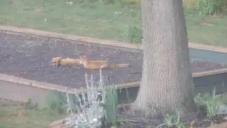 FOX, TAPinto South Plainfield