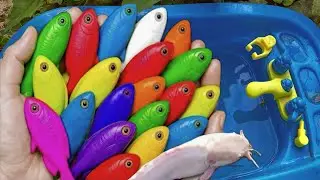 Catch a Huge Catfish, Catch Beautiful Red Gold fish in rain, CarbsKoi, Carp, Ranchu, Pleco, Turtles