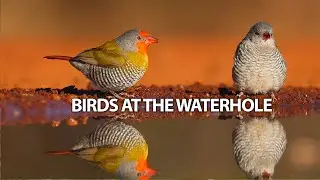 Spectacular Sightings | Beautiful Birds at the Waterhole  #bird #wildlife #birdlife #nature