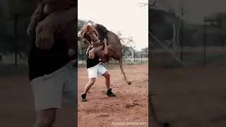 Lion jump towards man #youtubeshorts #viral