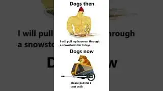 Daily FUNNY Memes | Funny Memes Compilation #MEMES #Memesdaily #Shorts 295