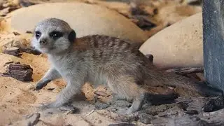 Cute Baby MEERKAT
