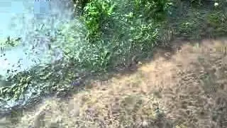 Flood in sitamarhi, bihar-5