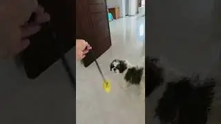 #taffu #shih tzu#play #enjoy #happy#shih Tzu lovers 💕❤️