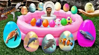 Transport cute chicks, Colorful Chicks, Rabbits, Cute Animals, Duck Pekin, Marmot, Catfish, Turtle