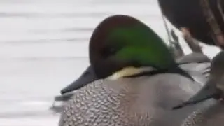 Bronskopeend Zoetermeer / Falcated Duck (Anas falcata)