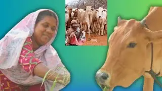 Peaceful Cow Group at Water Pond | Natural Village Life | Viral Cow Video #cow#bull#trendingvideo