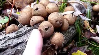 The Poofing of the Puffballs