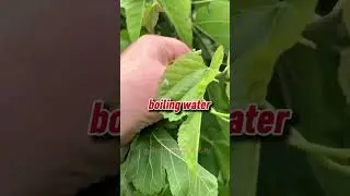 The Amazing Skin Secret: Mulberry Leaf Toner Recipe at Home!Feel the Power of Nature on Your Skin!