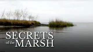 Secretive Marsh Birds