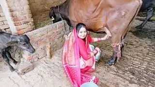 Cow 🐄 Milking by ✋🏼 Village desi Life 😍 #Cow Milking #cowmilkingbyhand #new Post #trendingvideo #v