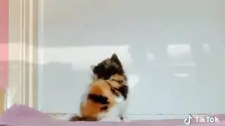 Cute calico kitten playing shadow 😹😻😽
