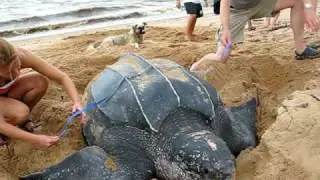 Leatherback monitoring in Galibi, Suriname - Oceanic Society