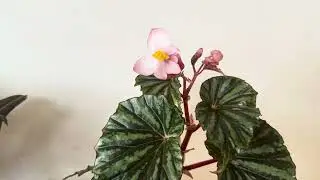 Some of my plants have flowers whilst I was away 