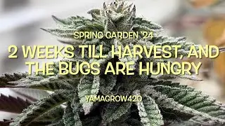 Outdoor Spring &lsquo;24 grow - 2 weeks from harvest ! @PollenSax @dieseljunkie9951