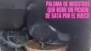 Como se pone una paloma a robar? y que tenemos que ver en esa paloma