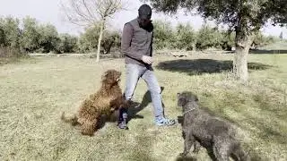 Perros de Agua Espa&ntilde;ol. Paseo por el campo [Criadero UBBADAT]