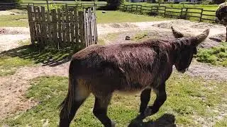 Neuer Sand und Kies im Gel&auml;nde - Spielplatz f&uuml;r zwei Poitou-Wallache